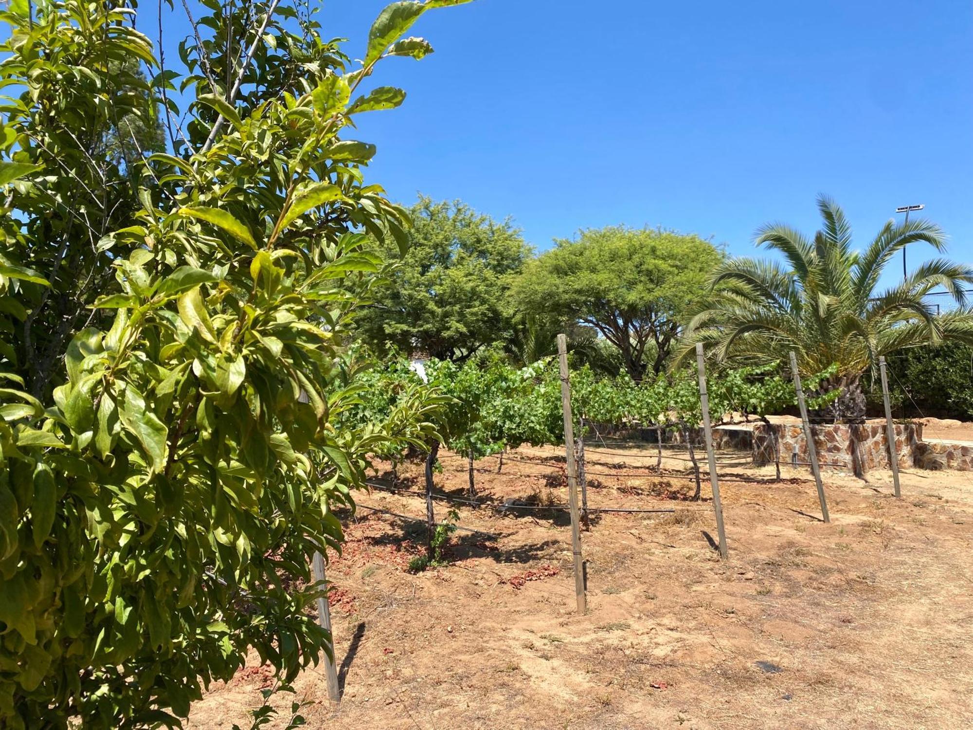 فندق Tierra Mia Hacienda Ruta Del Vino فالي دي جوادالوبي المظهر الخارجي الصورة