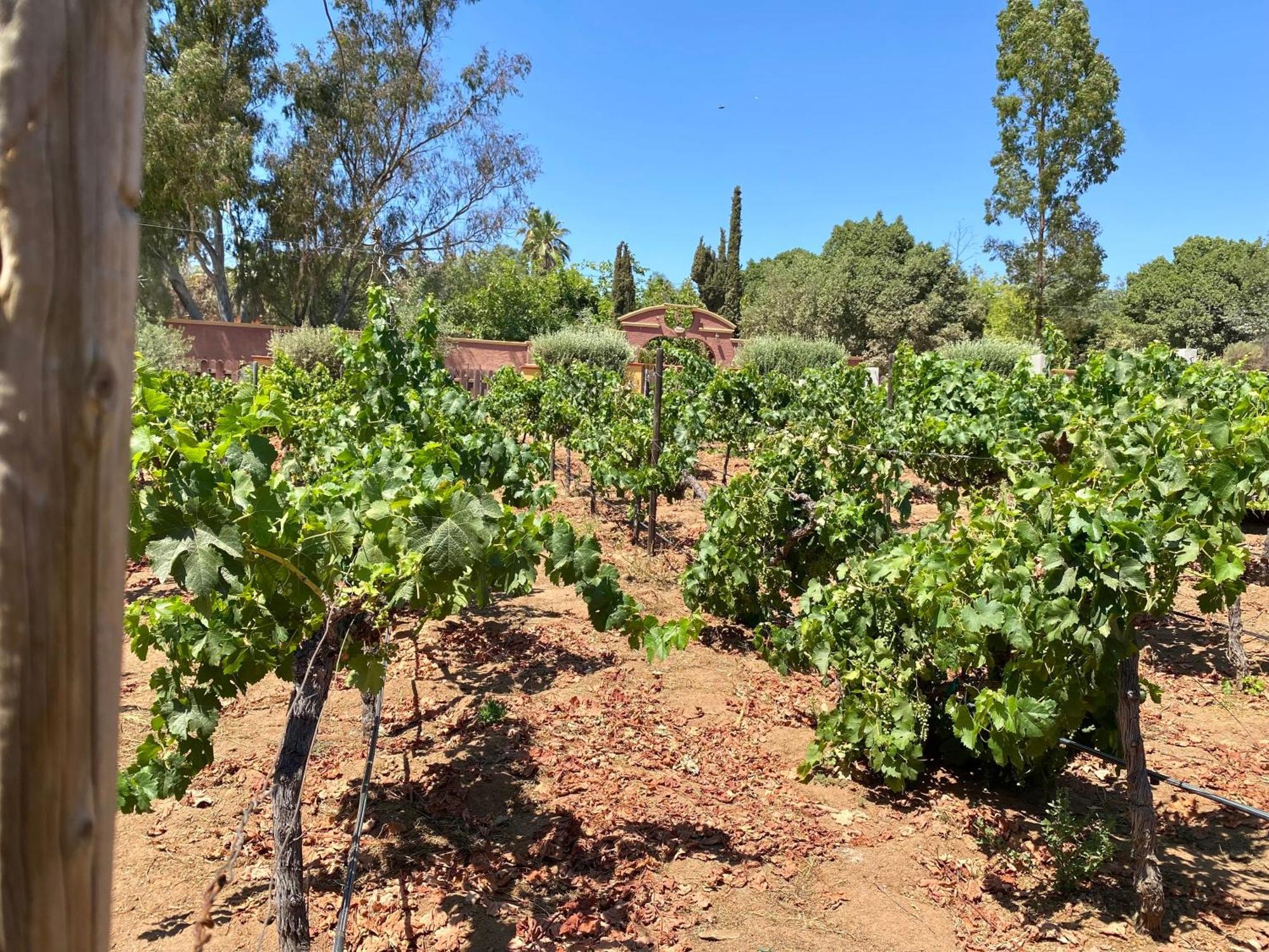 فندق Tierra Mia Hacienda Ruta Del Vino فالي دي جوادالوبي المظهر الخارجي الصورة