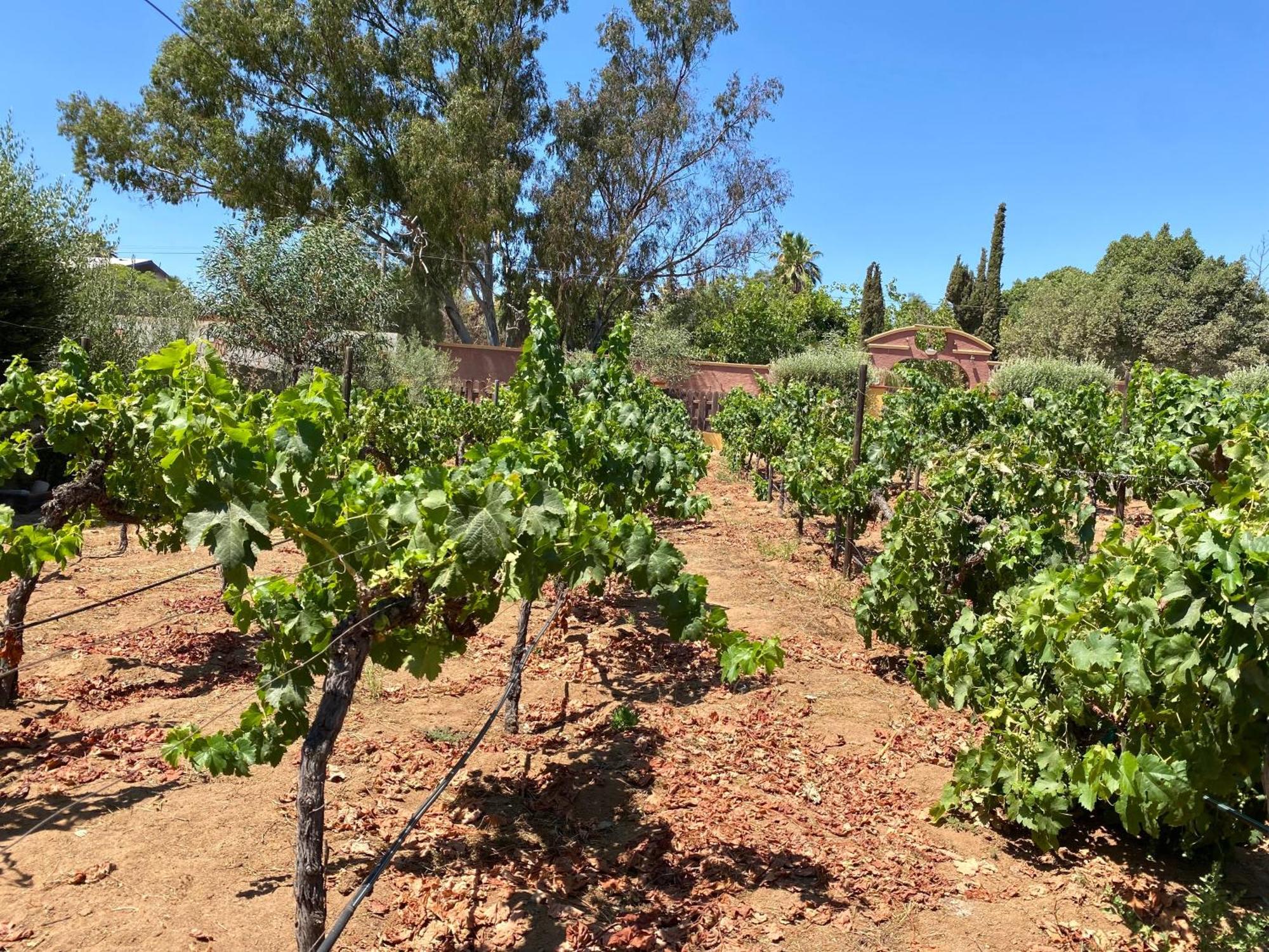 فندق Tierra Mia Hacienda Ruta Del Vino فالي دي جوادالوبي المظهر الخارجي الصورة